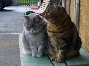 Grosses bild anzeigen 20060425 080.jpg